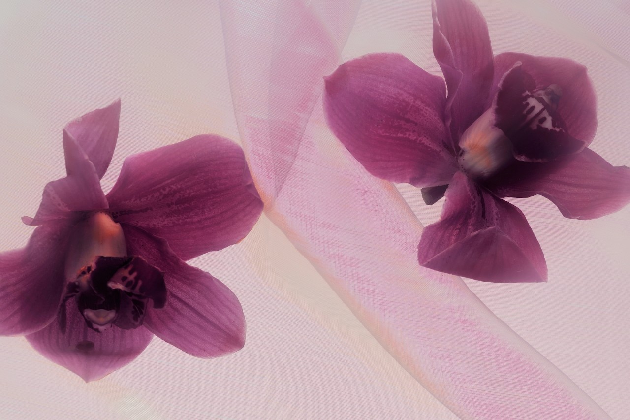 Two purple orchid flowers placed on a translucent pink fabric background.