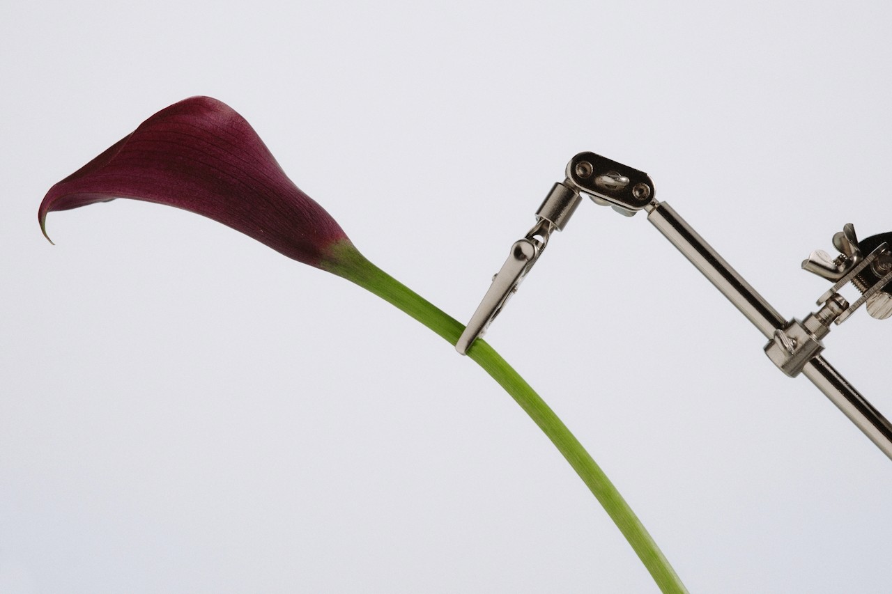 A delicate flower held by a metal mechanical arm against a clean background.