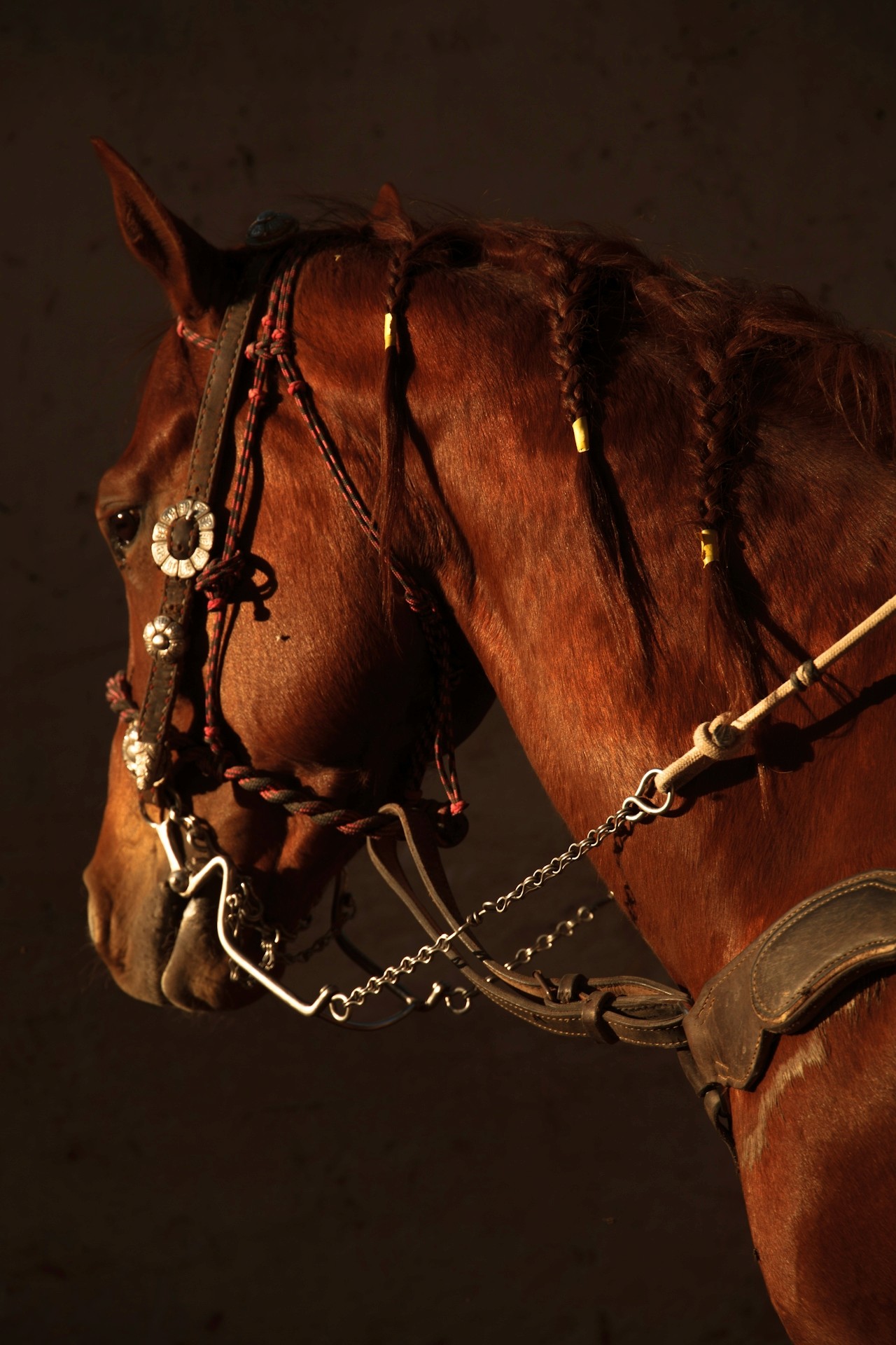 A close-up of a horse wearing decorative tack.