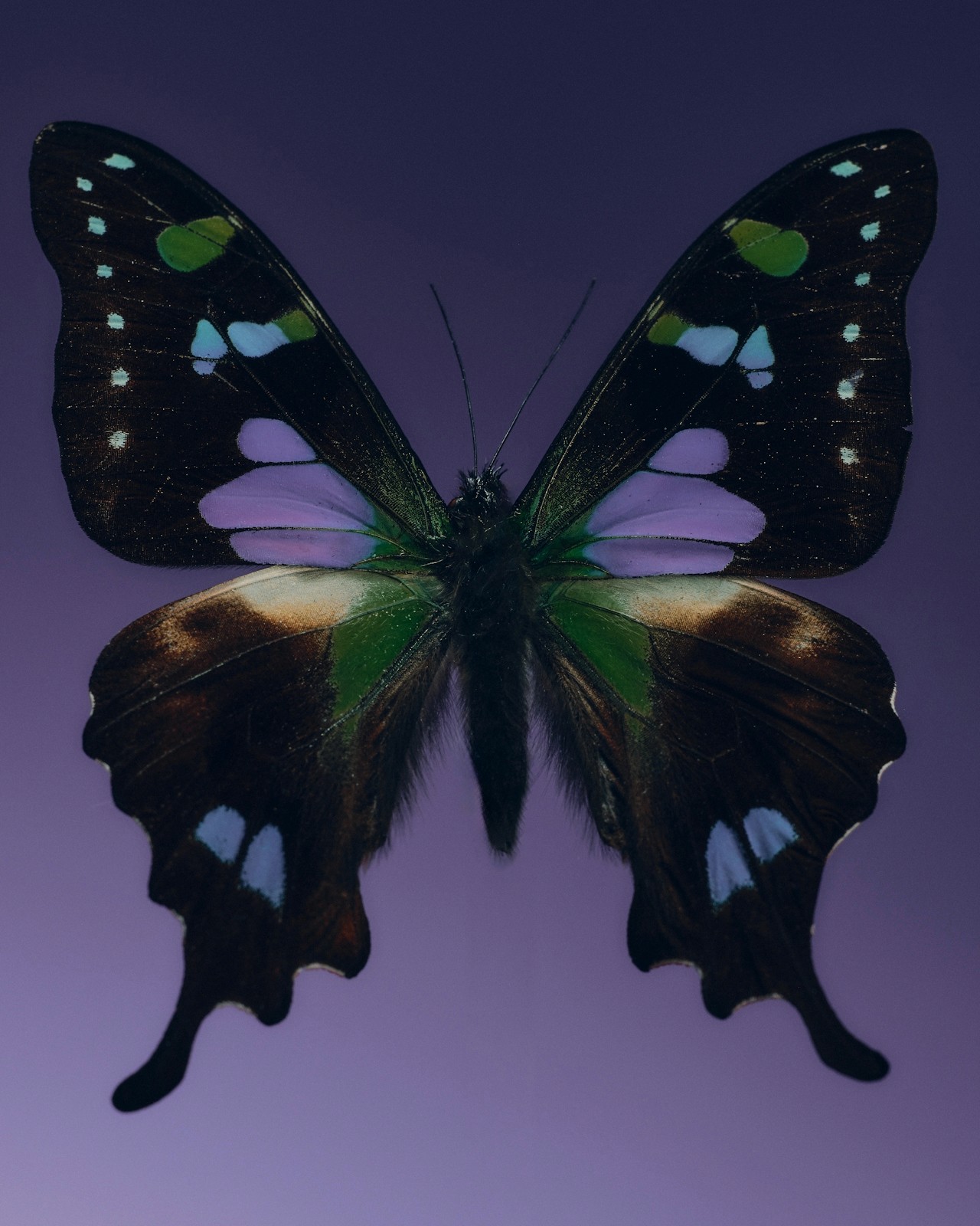 A delicate butterfly with vibrant wings.