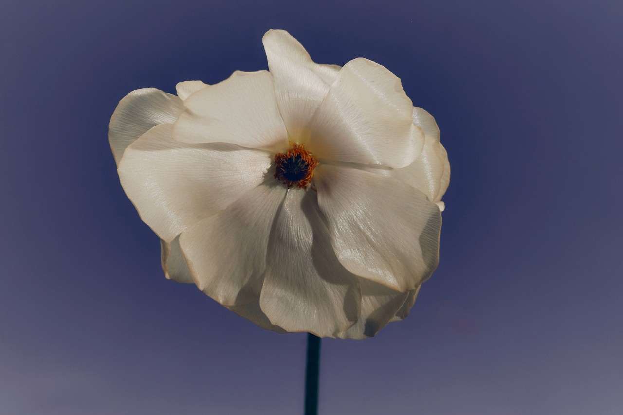 A white flower contrasted against a soft purple backdrop.