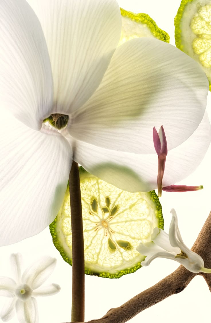 A bright and fresh composition featuring a prominent white cyclamen flower in the foreground, with its delicate petals illuminated from behind. Behind it, translucent slices of kaffir lime and other small white blossoms are subtly visible, creating a natural and aromatic feel. This image is ideal for promoting natural skincare, botanical beauty products, essential oils, or organic food and beverage items, emphasizing freshness and purity. It would serve as a clean and inviting visual on a **Liqua Premium Ecommerce template**, conveying a sense of natural goodness and premium quality.