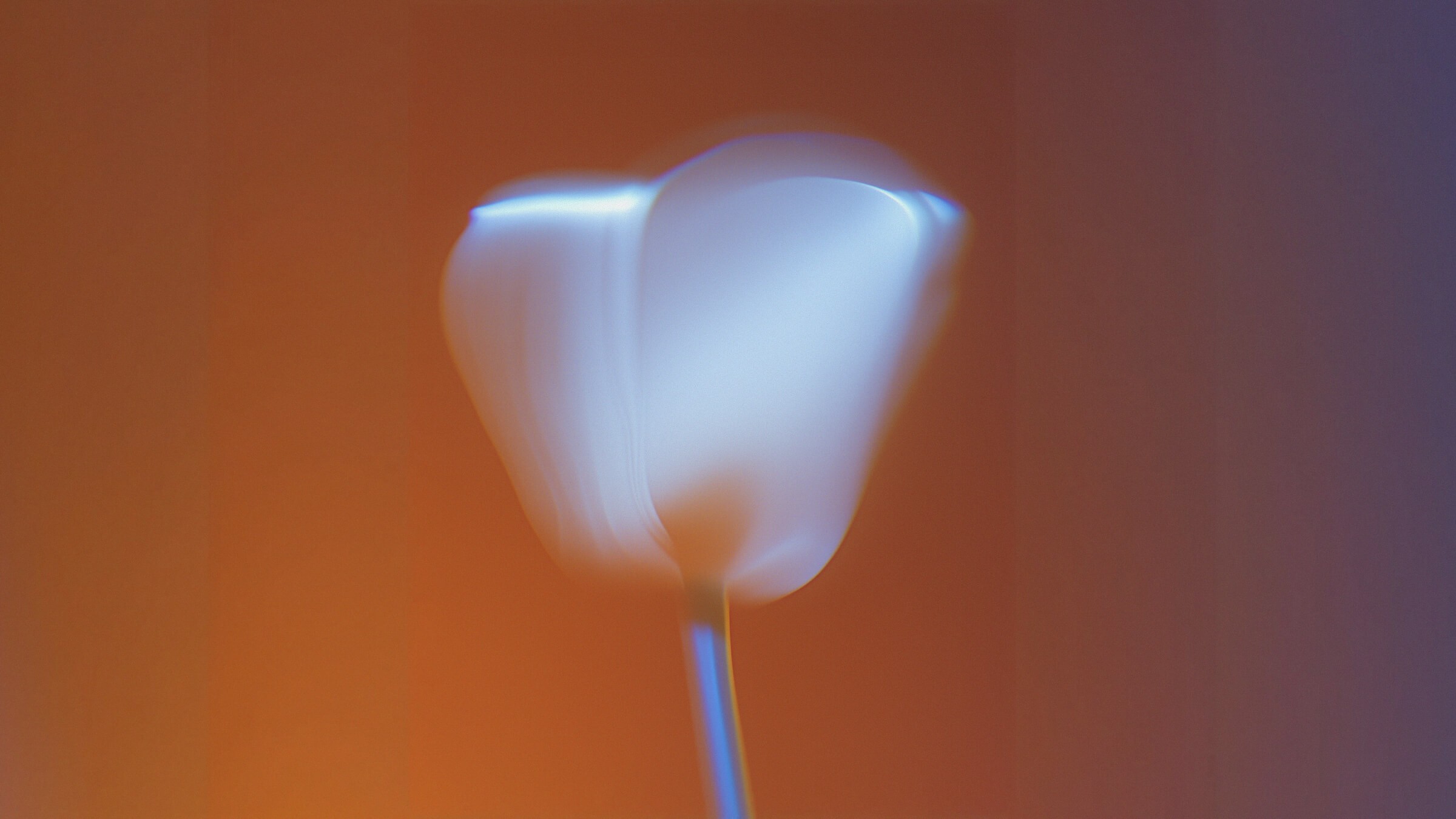 Abstract solo flower 