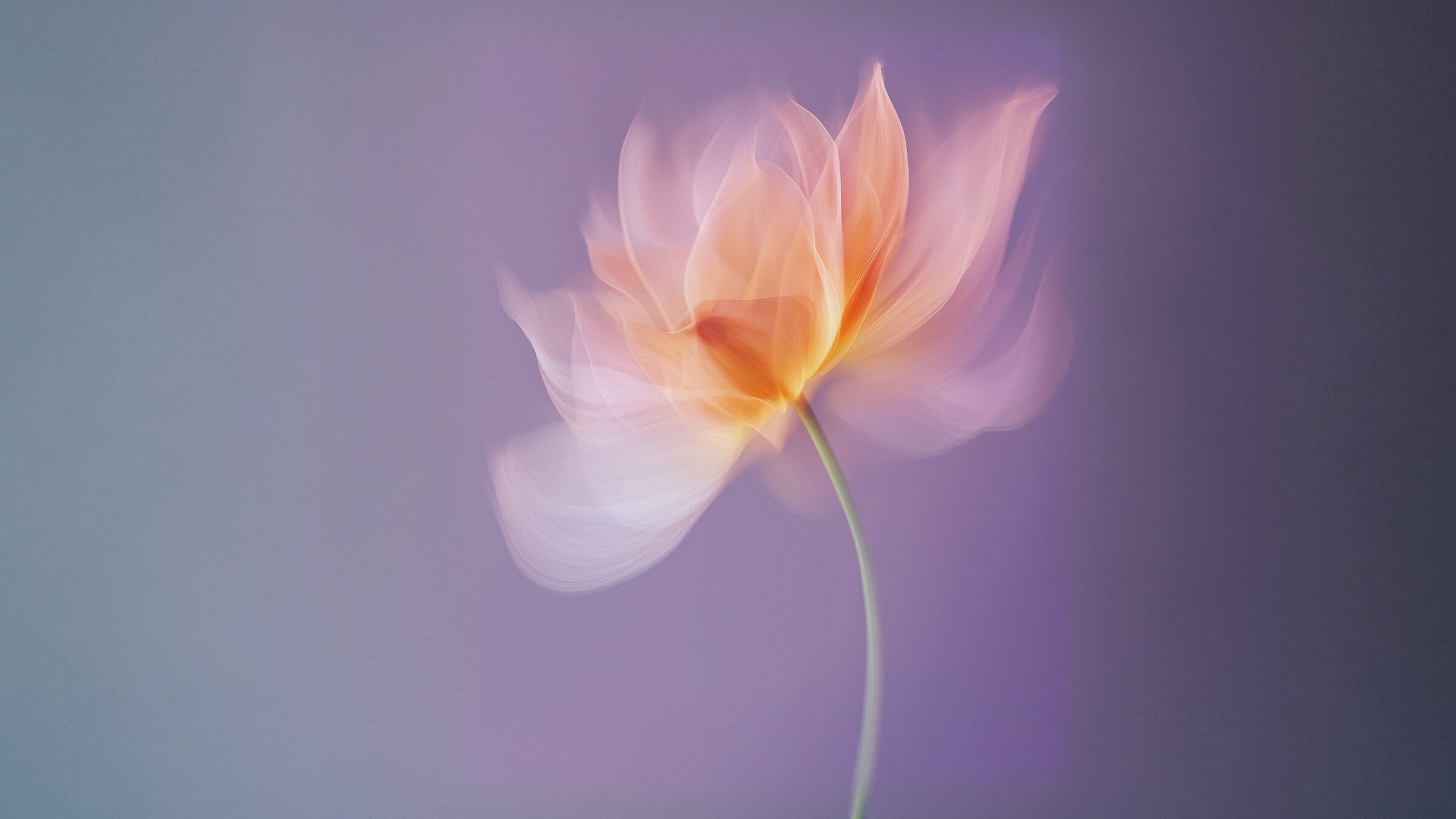 Abstract solo flower 