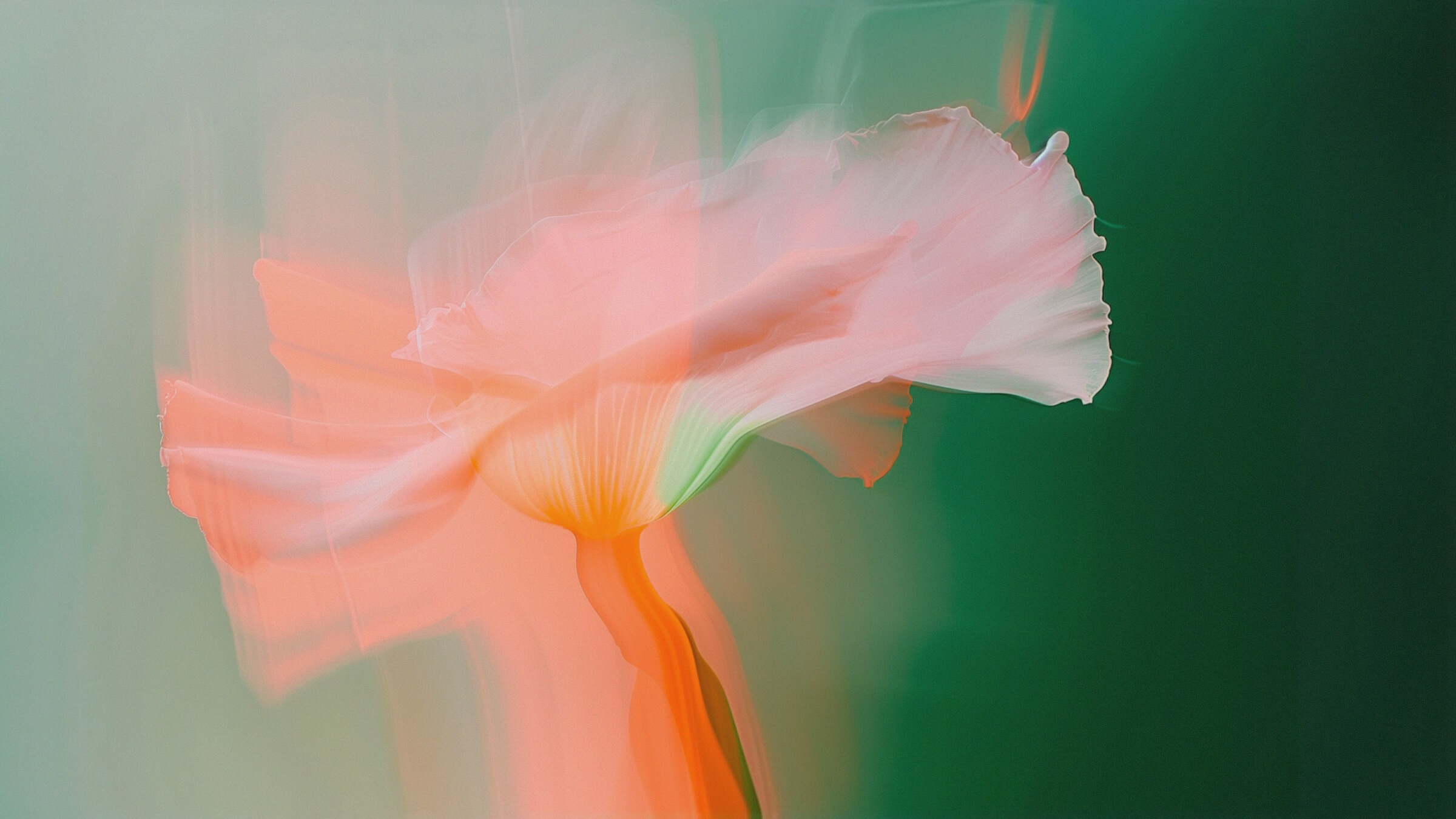 Abstract solo flower 