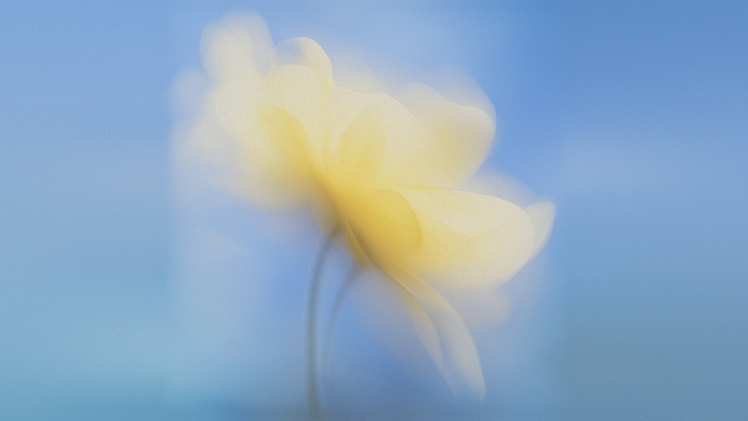 Abstract solo flower 